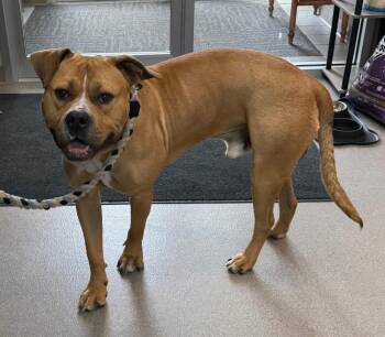 Pit Bull Terrier Dogs Available for Adoption in La Porte, Indiana - Biscoff | PetCurious