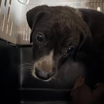 Creek -  Pit Bull Terrier Dog for Adoption in Birmingham, Alabama - Creek | PetCurious