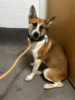 A573518 -  German Shepherd Dog and Mixed Breed Dog for Adoption - A573518 | PetCurious