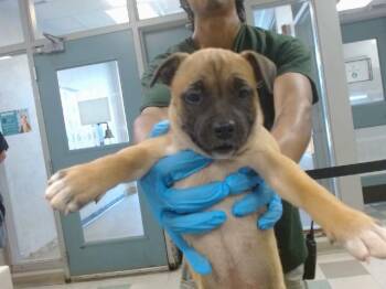 Black Mouth Cur and Mixed Breed Dogs Available for Adoption in Oklahoma City, Oklahoma - A473358 | PetCurious