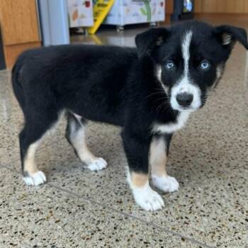 Husky and Mixed Breed Dogs Available for Adoption in Olathe, Kansas - Castiel | PetCurious