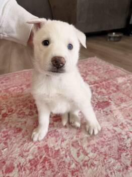 Shepherd and Husky Dogs Available for Adoption - Khaleesi | PetCurious