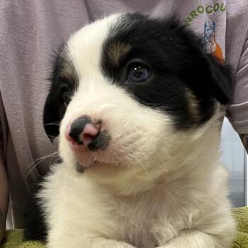 Hank -  Australian Shepherd Dog for Adoption in Madisonville, Tennessee - Hank | PetCurious