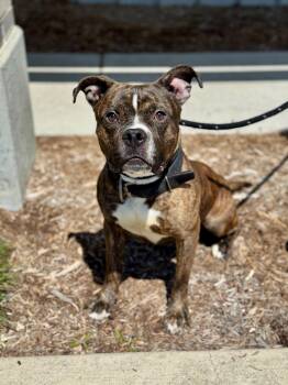 Pit Bull Terrier and Mixed Breed Dogs Available for Adoption in Benton Harbor, Michigan - Boba Fett | PetCurious