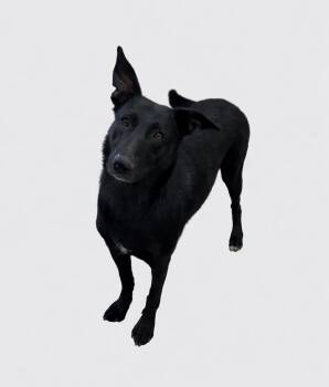 Mixed Breed Dogs Available for Adoption - Sycamore | PetCurious