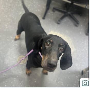 Rescue Black And Tan Coonhound Dogs for Adoption in Cullman, Alabama - Bruno | PetCurious