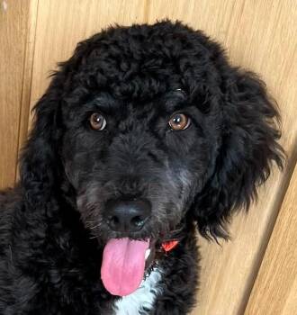 Beau -  Australian Shepherd and Poodle Dog for Adoption in Paris, Kentucky - Beau | PetCurious