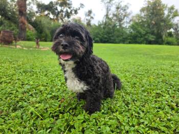 Orla -  Maltese and Poodle Dog for Adoption in Valrico, Florida - Orla | PetCurious