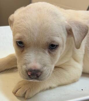 Pit Bull Terrier Dogs Available for Adoption in Elizabethton, Tennessee - BIG MAC | PetCurious