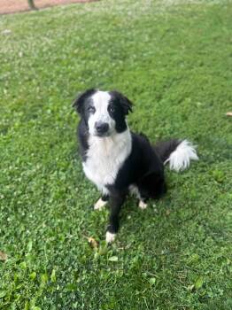 Orca -  Border Collie Dog for Adoption in Myerstown, Pennsylvania - Orca | PetCurious
