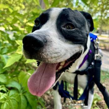 Hamhock -  Pit Bull Terrier and Mixed Breed Dog for Adoption in Murray, Utah - Hamhock | PetCurious