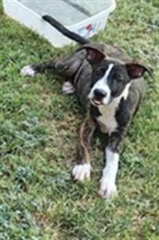 A479787 -  American Staffordshire Terrier Dog for Adoption in Oklahoma City, Oklahoma - A479787 | PetCurious