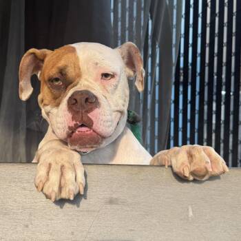 Saturday -  Pit Bull Terrier and Boxer Dog for Adoption in Philadelphia, Pennsylvania - Saturday | PetCurious