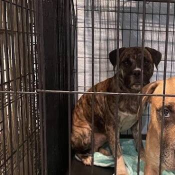0925-D26 -  Mixed Breed Dog for Adoption in Port Charlotte, Florida - 0925-D26 | PetCurious