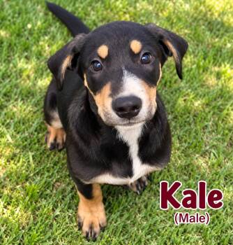 Kale (m) -  Hound and Australian Cattle Dog Blue Heeler Dog for Adoption in Nashville, Tennessee - Kale (m) | PetCurious