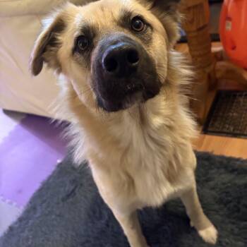 Moose -  Mixed Breed Dog for Adoption in Saskatoon, Saskatchewan - Moose | PetCurious