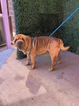 61225271 -  Shar Pei and Mixed Breed Dog for Adoption in El Paso, Texas - 61225271 | PetCurious