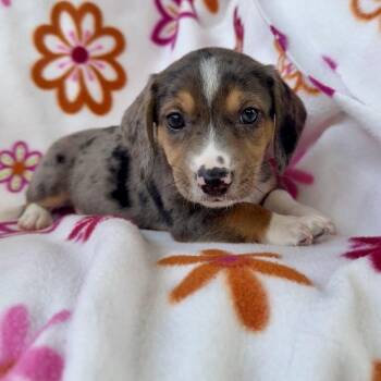 Monkey Bar -  Corgi and Mixed Breed Dog for Adoption in Carencro, Louisiana - Monkey Bar | PetCurious