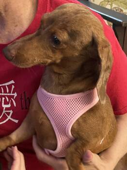 Pebbles -  Dachshund Dog for Adoption in Jacksonville, Florida - Pebbles | PetCurious