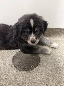 Rosalia -  Golden Retriever and Great Pyrenees Dog for Adoption in Pequot Lakes, Minnesota - Rosalia | PetCurious