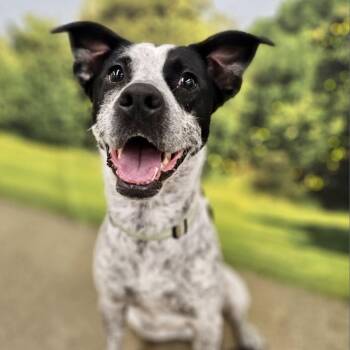 Rescue Australian Cattle Dog Blue Heeler and Terrier Dogs for Adoption in La Grange, Kentucky - LENNOX - TRAINED | PetCurious