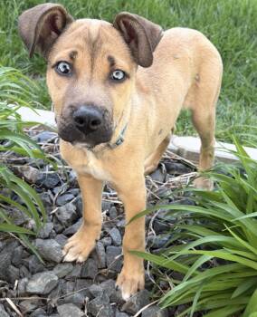 Labrador Retriever and Husky Dogs Available for Adoption in Omaha, Nebraska - Cash | PetCurious