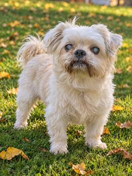 Merlin -  Shih Tzu Dog for Adoption - Merlin | PetCurious