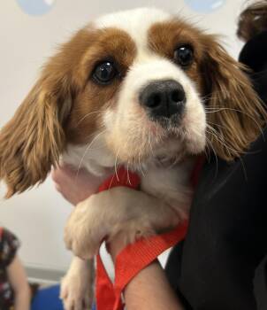 Rescue Cavalier King Charles Spaniel Dogs for Adoption in Westminster, Maryland - Natasha | PetCurious