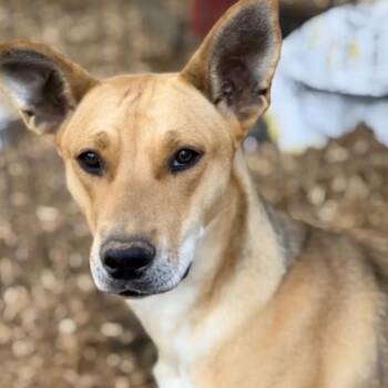 Carolina Dog and Husky Dogs Available for Adoption in Fosters, Alabama - TALLULAH | PetCurious