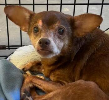 TUCKER -  Chihuahua Dog for Adoption in Elizabethton, Tennessee - TUCKER | PetCurious