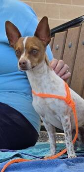 Pineapple -  Chihuahua Dog for Adoption in Corona, California - Pineapple | PetCurious