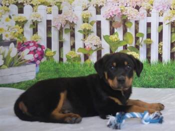 Rottweiler and Mixed Breed Dogs Available for Adoption - PARFAIT | PetCurious