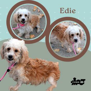 Edie (Ritzy) -  Lhasa Apso and Poodle Dog for Adoption in Lindsay, California - Edie (Ritzy) | PetCurious