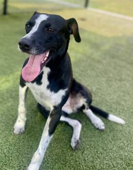 Rescue Terrier and Mixed Breed Dogs for Adoption in Morristown, New Jersey - Peppa Pig | PetCurious