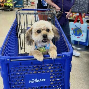 Chole -  Maltipoo Dog for Adoption in Crosby, Texas - Chole | PetCurious