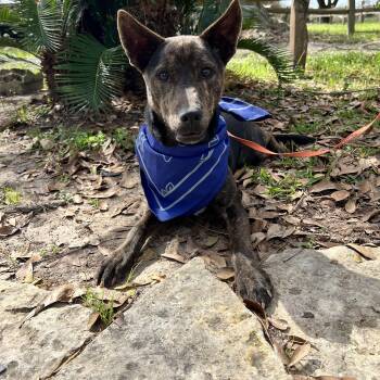 Black Mouth Cur Dogs Available for Adoption - Nibbles | PetCurious