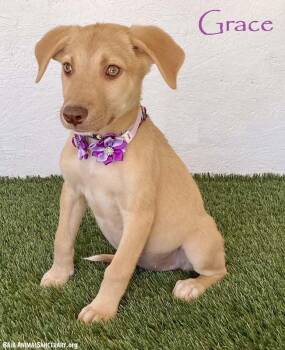 Grace -  Labrador Retriever Dog for Adoption in San Diego, California - Grace | PetCurious