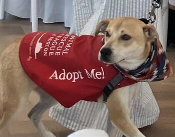 Carolina Dog Dogs Available for Adoption in Brewster, Massachusetts - MILO | PetCurious