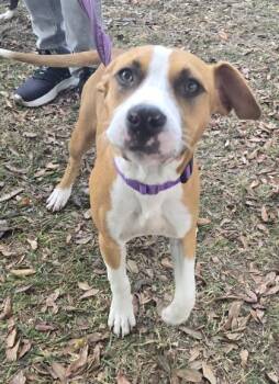 Rescue Mixed Breed Dogs for Adoption in Fernandina Beach, Florida - MAY | PetCurious