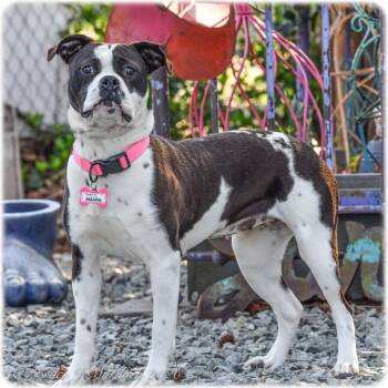 Boxer Dogs Available for Adoption - Maura | PetCurious