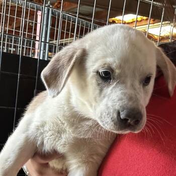 Mixed Breed Dogs Available for Adoption in Leander, Texas - Maya Jane | PetCurious