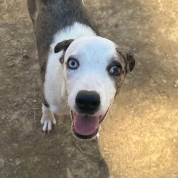 Mixed Breed Dogs Available for Adoption in Fredericksburg, Virginia - Egg | PetCurious