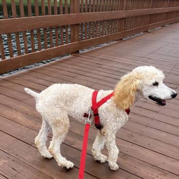 Ginger -  Goldendoodle Dog for Adoption in Alafaya, Florida - Ginger | PetCurious