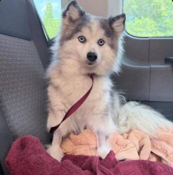 Twinkle -  Pomsky Dog for Adoption in Chester Springs, Pennsylvania - Twinkle | PetCurious