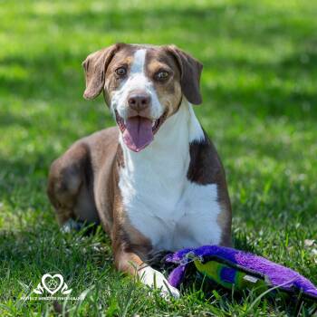 Tully -  Hound Dog for Adoption in Houston, Texas - Tully | PetCurious