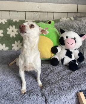 Chihuahua Dogs Available for Adoption - Feyra | PetCurious