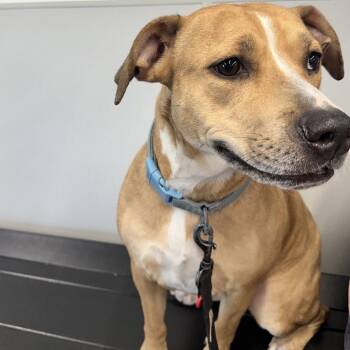 Terrier Dogs Available for Adoption in Tampa, Florida - Kiara | PetCurious