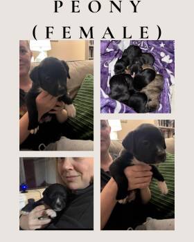 Border Collie Dogs Available for Adoption - Peony (available 3/21/26) | PetCurious