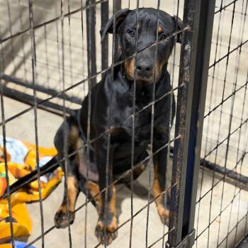 Rescue Labrador Retriever and Doberman Pinscher Dogs for Adoption in Fort Smith, Arkansas - Klaus | PetCurious