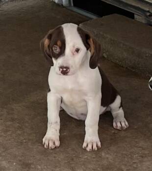 Pups 1-10 -  Labrador Retriever Dog for Adoption in Cairo, Georgia - Pups 1-10 | PetCurious